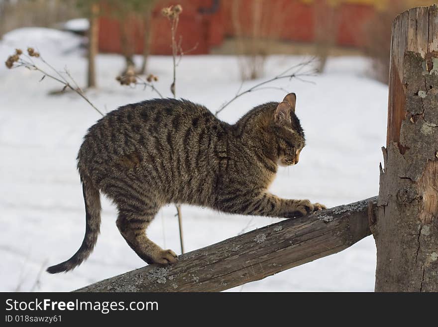 Gray tabby cat climbing a fence in the country. Gray tabby cat climbing a fence in the country