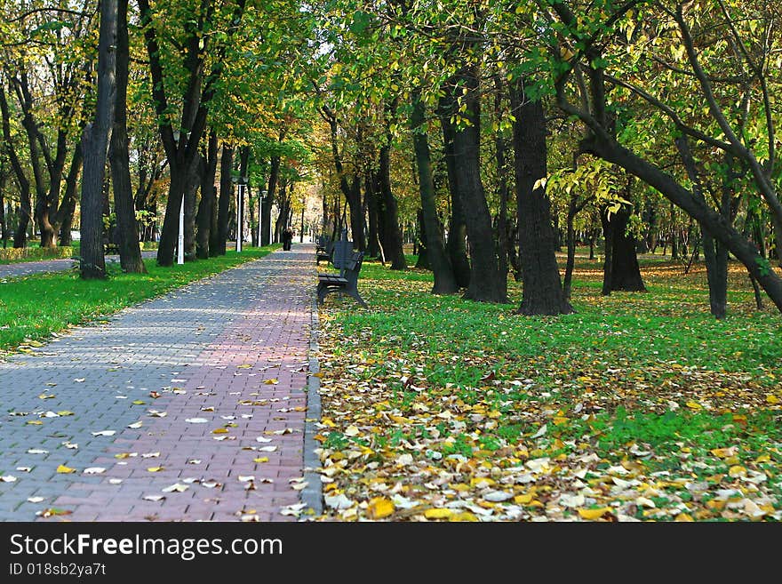 Leaves on an alley