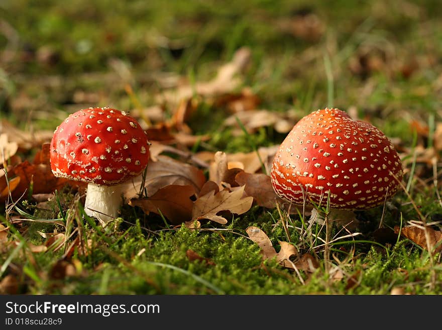 Autumn scene: two toadstools with leafs in the grass