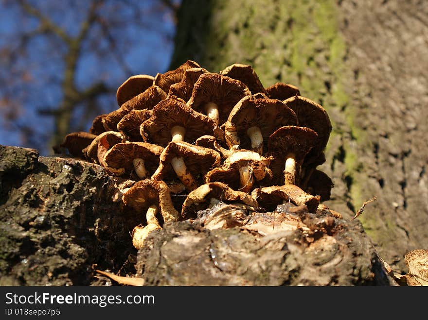 Mushrooms on the tree