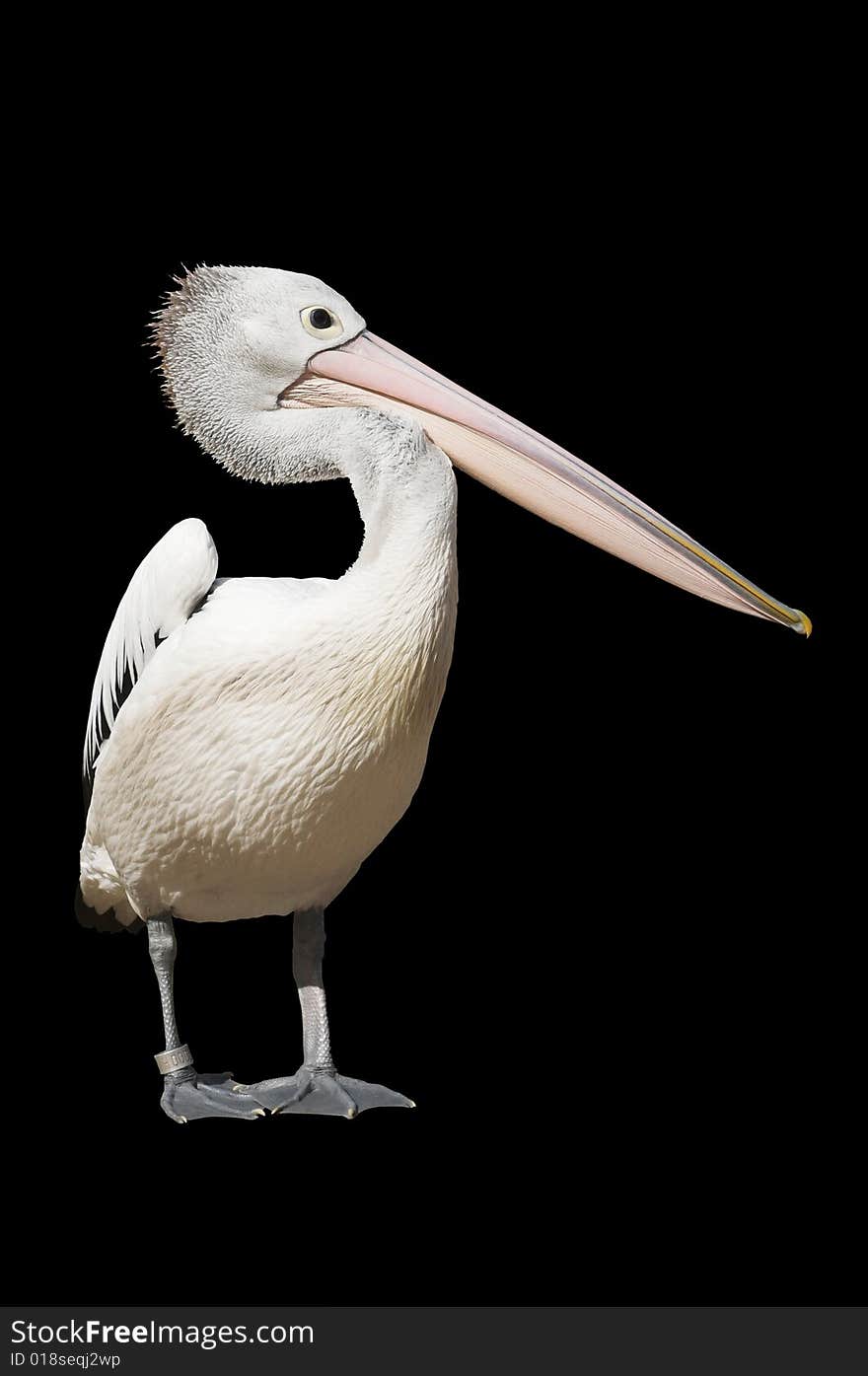 Pelican