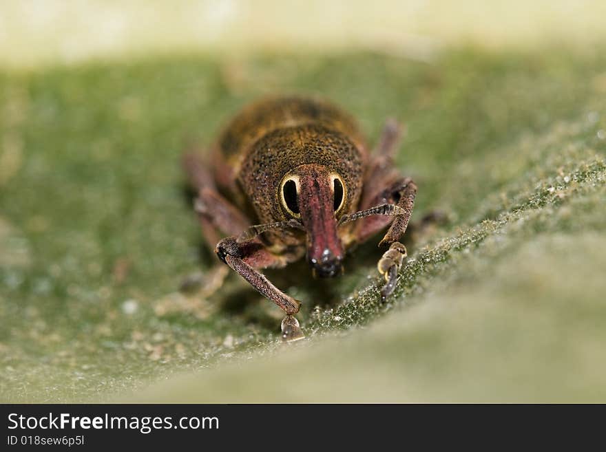 A small beetle belonging to the family of Curculionidae. Curculionidae is the family of the true weevils (or snout beetles). A small beetle belonging to the family of Curculionidae. Curculionidae is the family of the true weevils (or snout beetles).