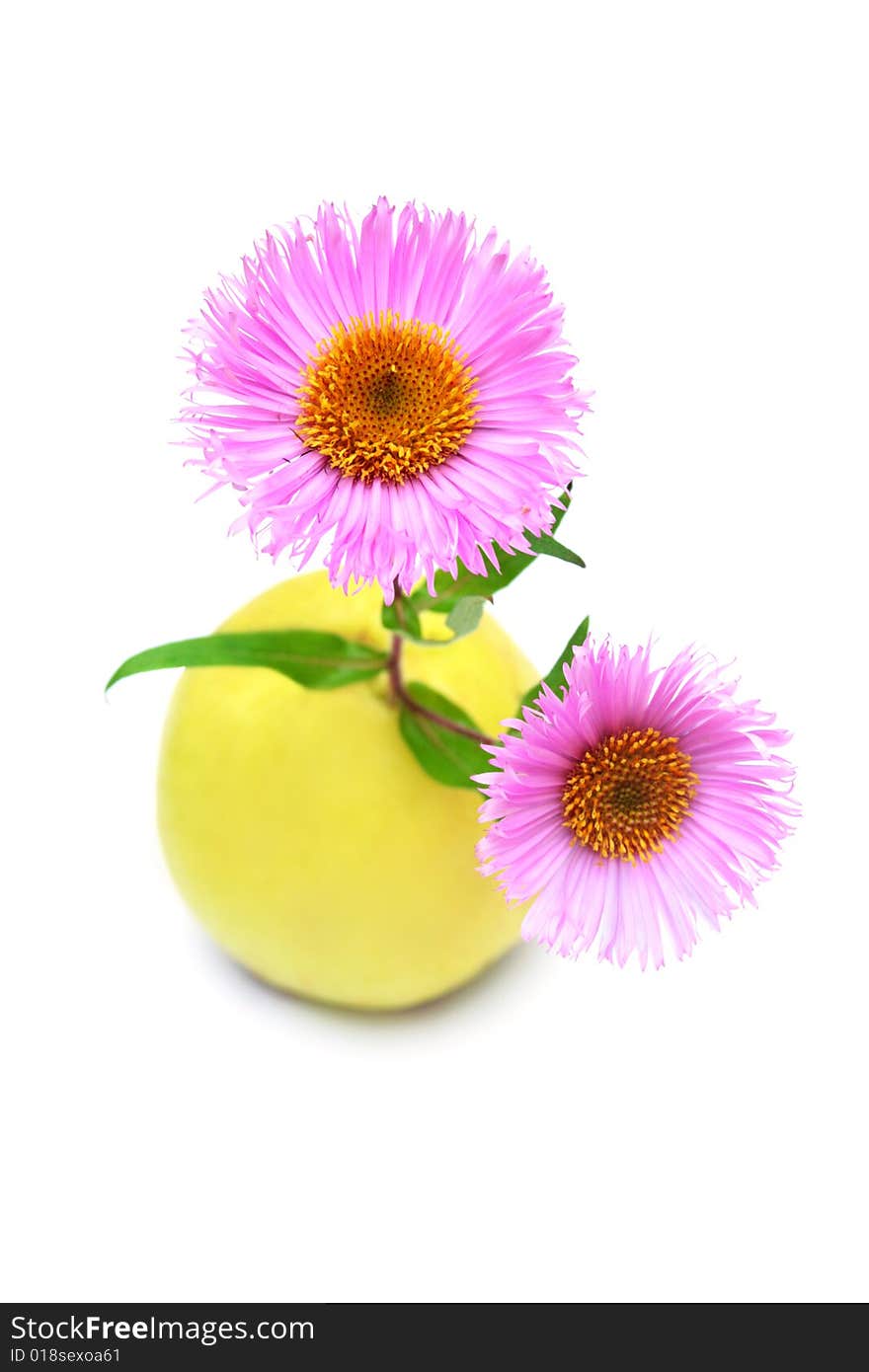 Two pink daisies and an apple isolated on white. Two pink daisies and an apple isolated on white.