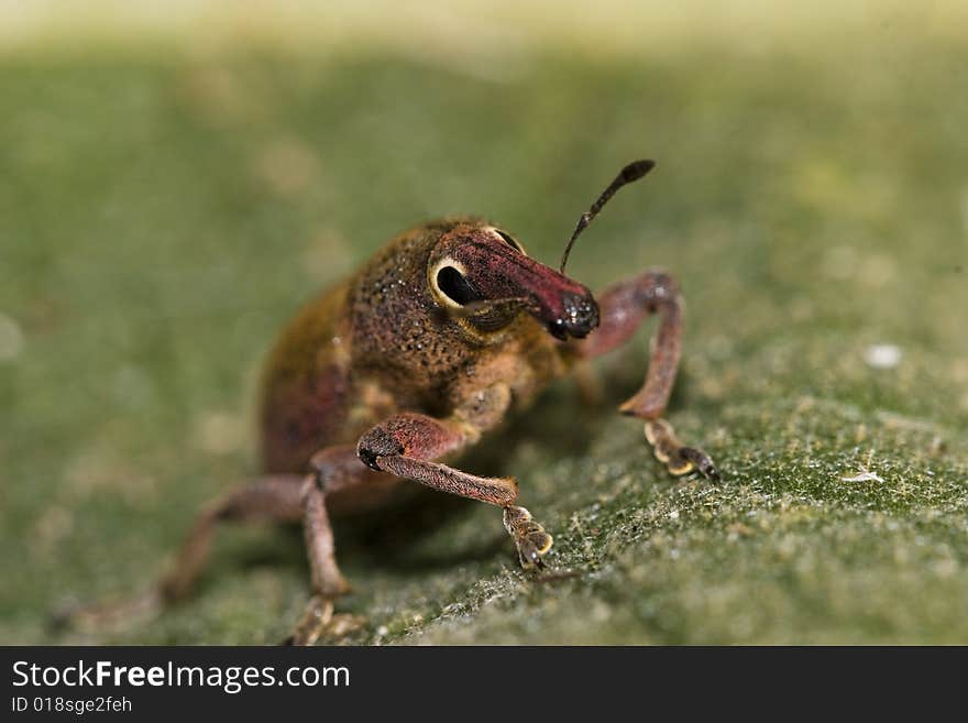 A small beetle belonging to the family of Curculionidae. Curculionidae is the family of the true weevils (or snout beetles). A small beetle belonging to the family of Curculionidae. Curculionidae is the family of the true weevils (or snout beetles).