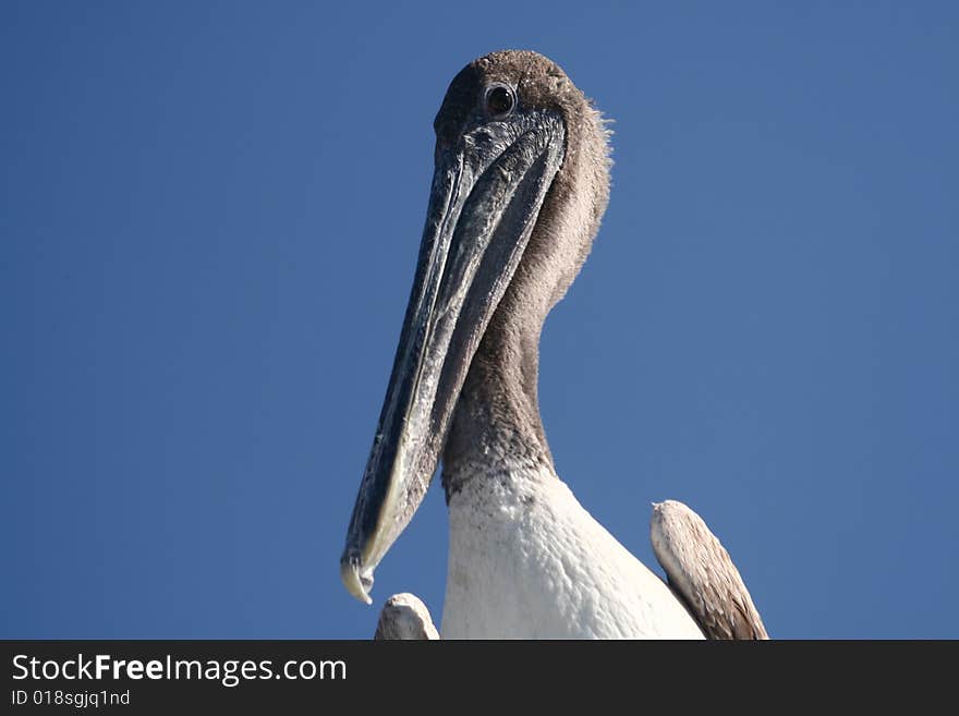 Pelican And Clear Sky.