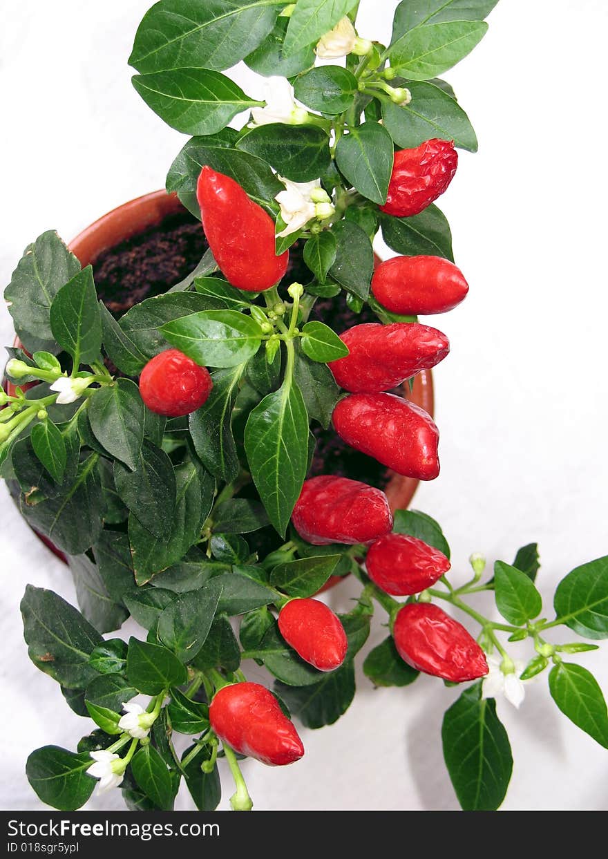 Hot red pepper grows in a pot at a window