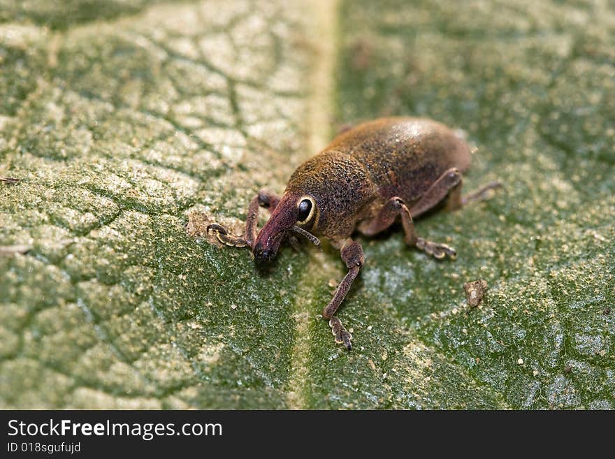 A small beetle belonging to the family of Curculionidae. Curculionidae is the family of the true weevils (or snout beetles). A small beetle belonging to the family of Curculionidae. Curculionidae is the family of the true weevils (or snout beetles).