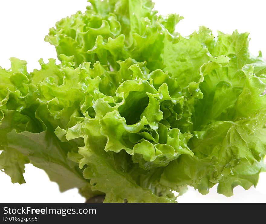 Green salad leaves on white ground