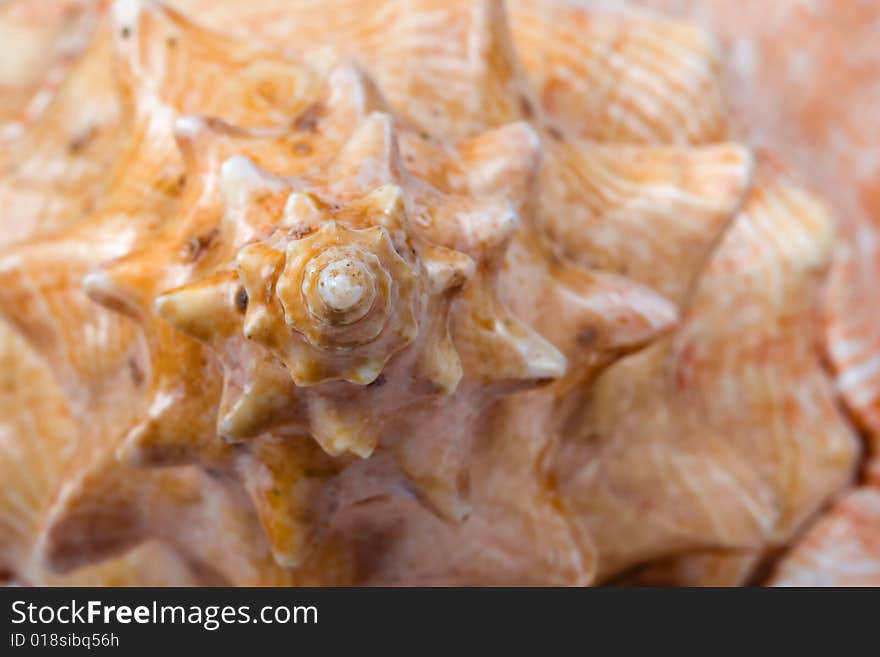 Spiral on conch, close-up, nature background