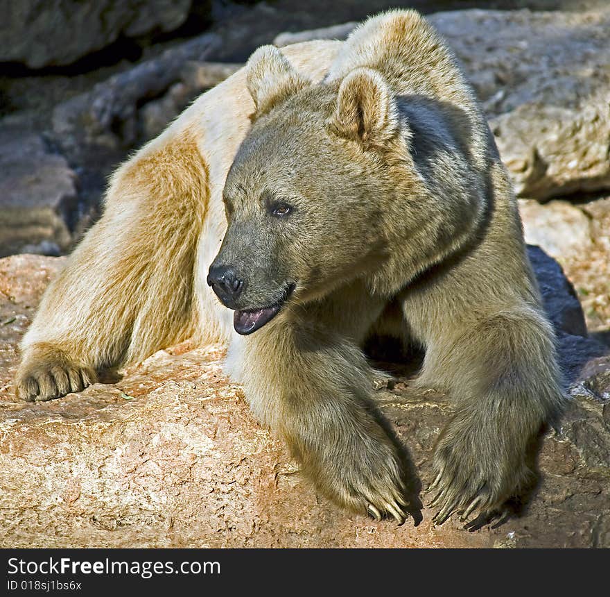 Syrian brown bear 12