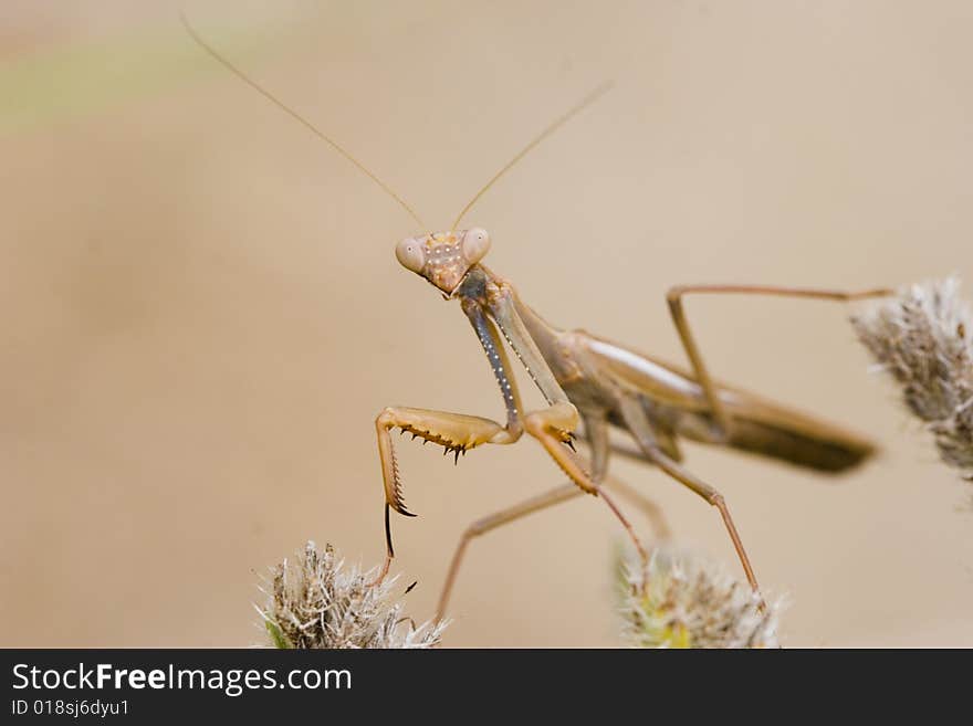 Mantid (Mantis religiosa)