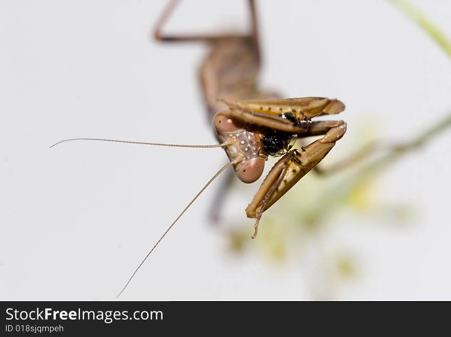 Mantises are exclusively predatory and their diet usually consists of living insects; larger species have been known to prey on small lizards, frogs, birds, snakes, and even rodents. Mantises are exclusively predatory and their diet usually consists of living insects; larger species have been known to prey on small lizards, frogs, birds, snakes, and even rodents.