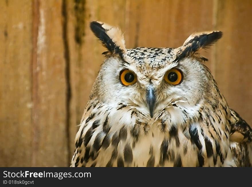 Big-eared owl