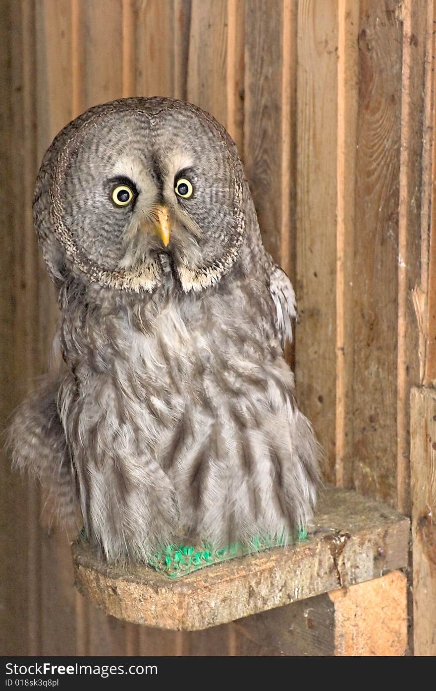 Photo of young beared owl. Photo of young beared owl