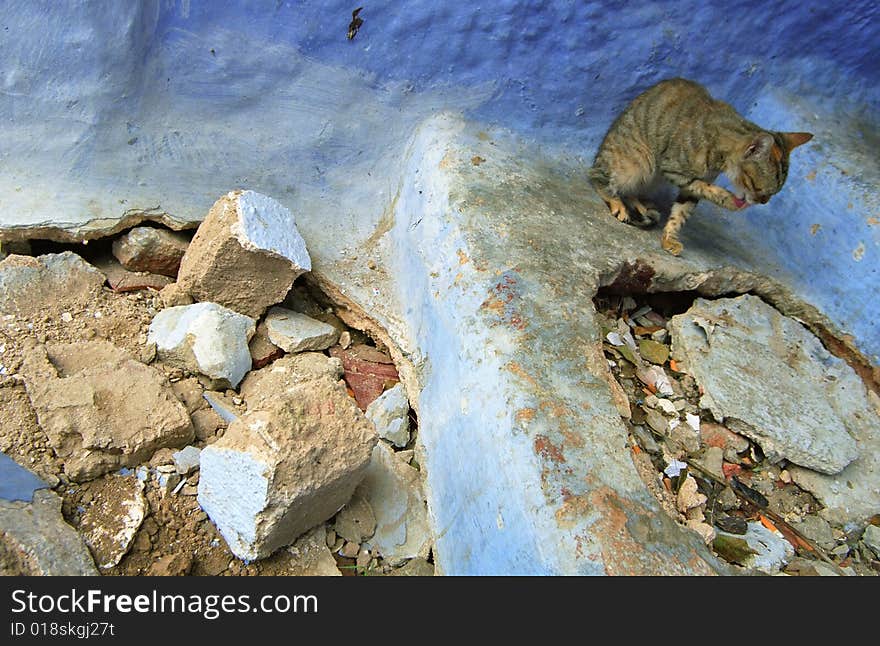 Toileting cat in Chefchaouen, Morocco, Africa