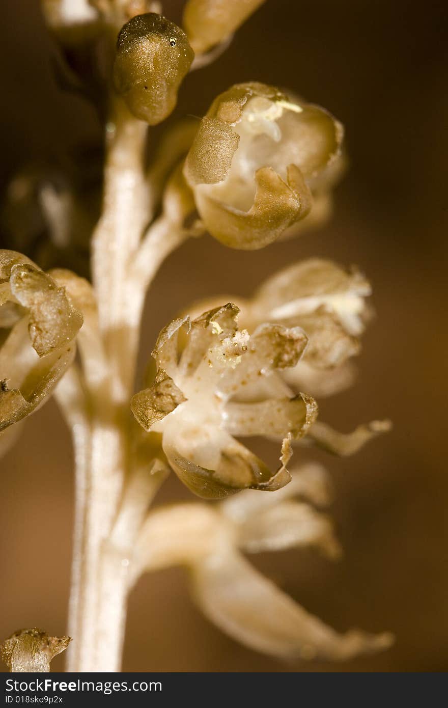 The Bird's-nest Orchid, Neottia nidus-avis, is a non-photosynthetic orchid found in shady woodland on basic soils. It obtains its nutrients from a mycorrhizal fungus that is attached to a photosynthetic host plant. The Bird's-nest Orchid, Neottia nidus-avis, is a non-photosynthetic orchid found in shady woodland on basic soils. It obtains its nutrients from a mycorrhizal fungus that is attached to a photosynthetic host plant.