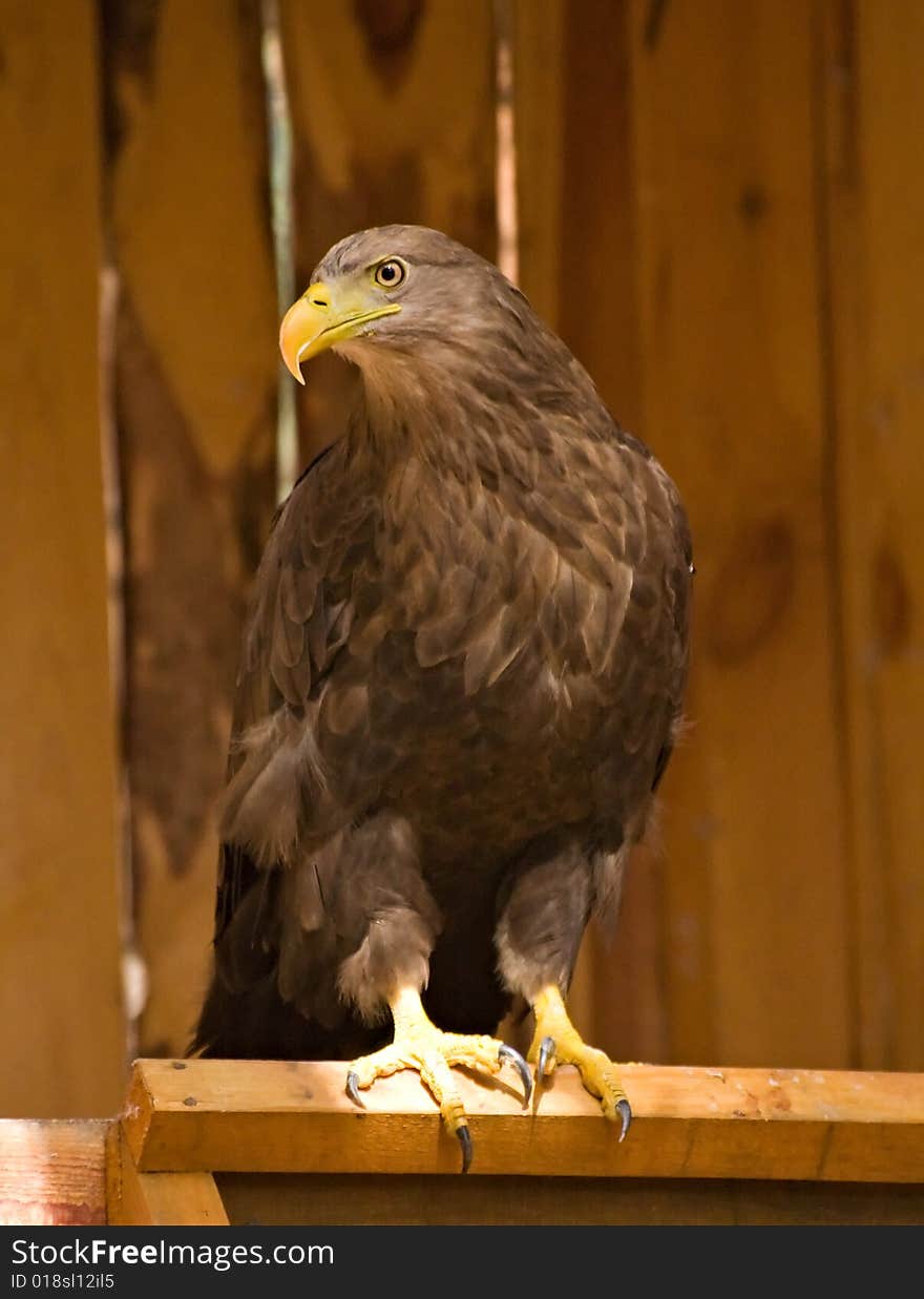 Golden eagle