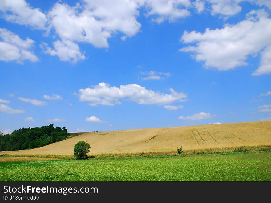 Summer landscape. Trees and sky