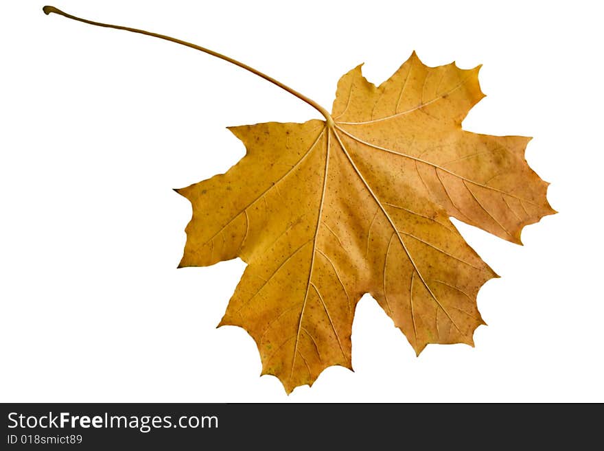 Yellow maple leaf on a white background