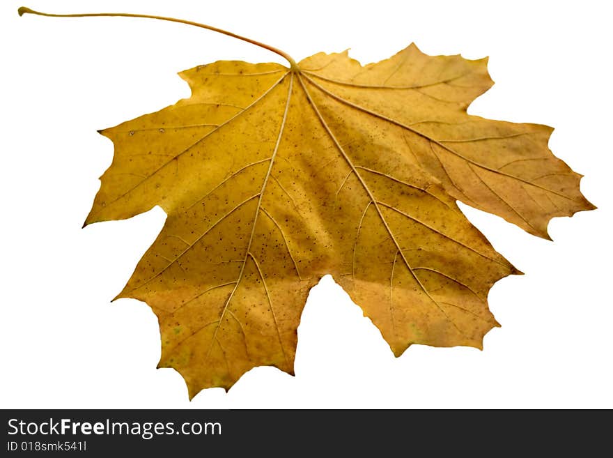 Yellow maple leaf on a white background