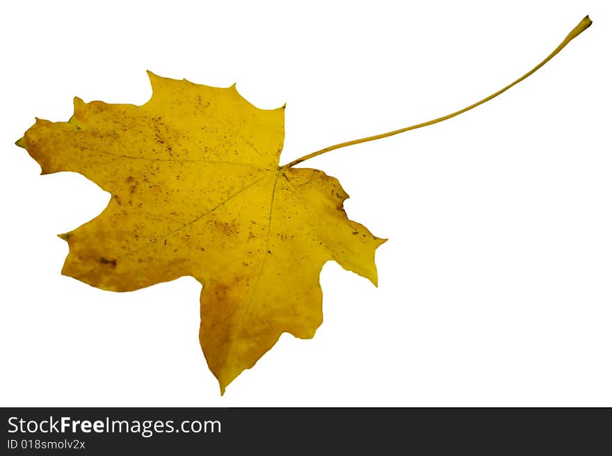 Yellow maple leaf on a white background