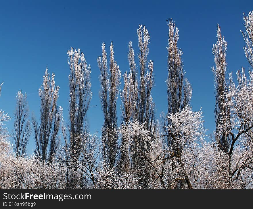 Group of trees with tops covered by snow on a deep blue sky background. Group of trees with tops covered by snow on a deep blue sky background.