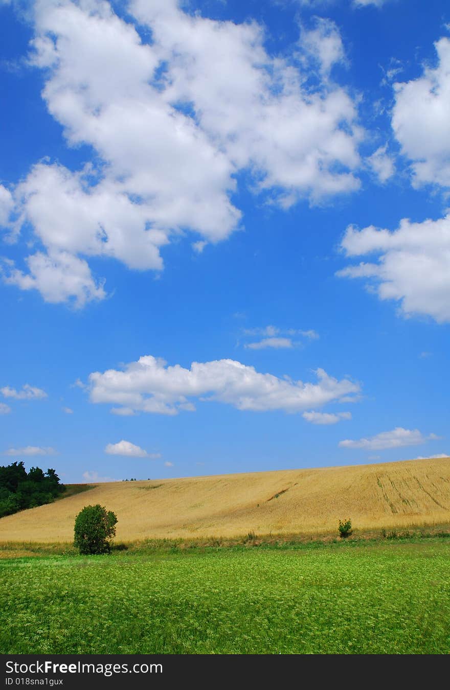 Summer landscape. Trees and sky