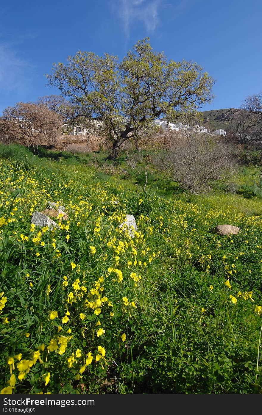 Spring photograph from bodrum turkey