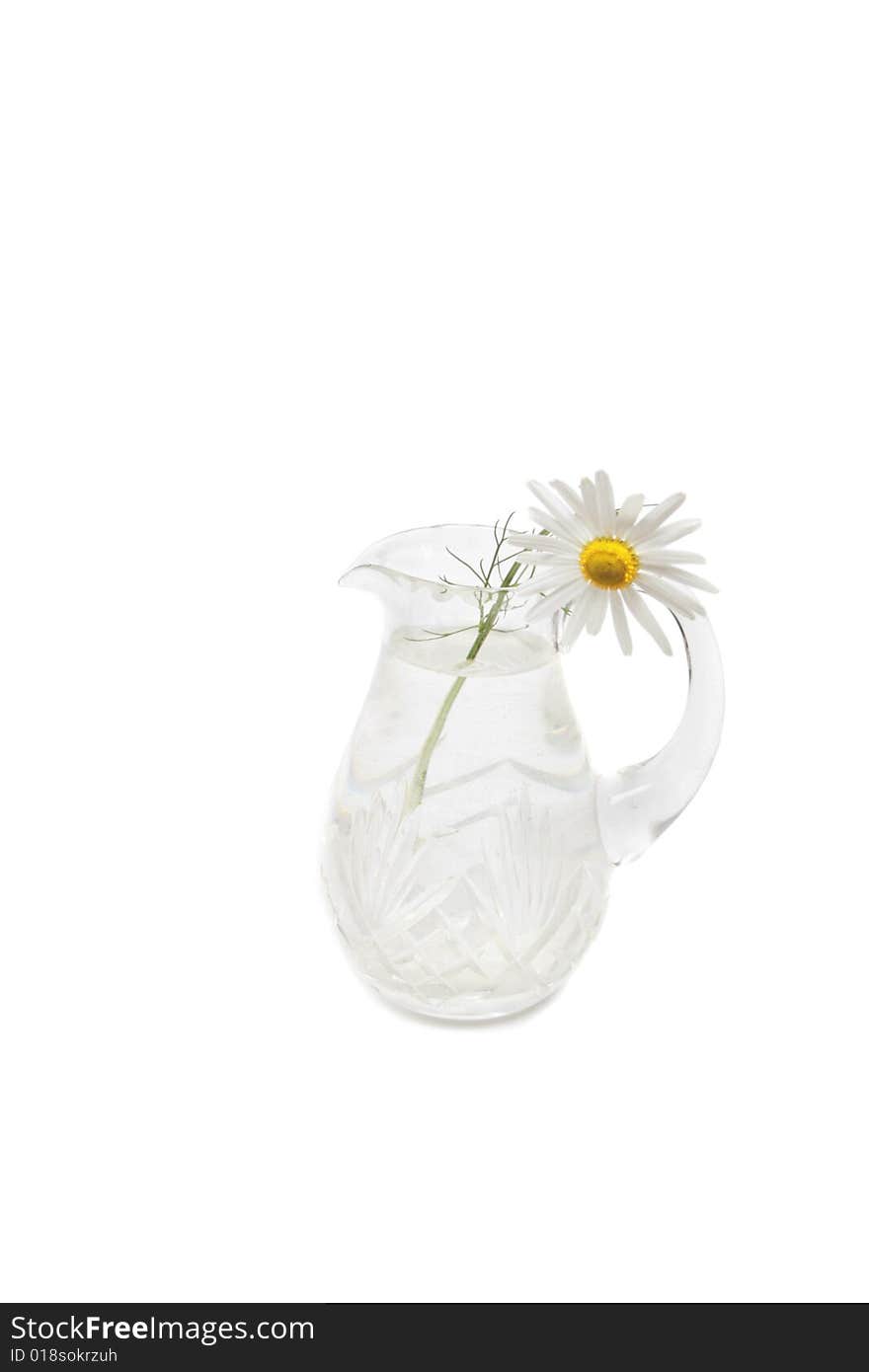 Chamomile in jug.