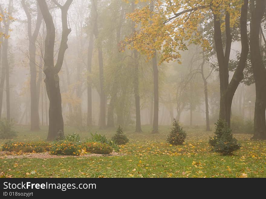 Park in the foggy autumn morning. Park in the foggy autumn morning