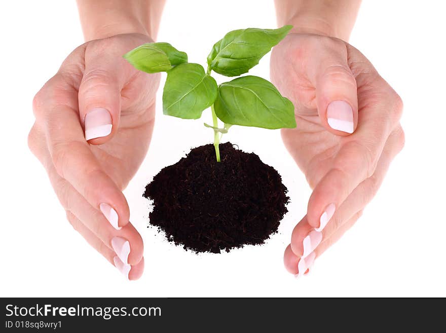 A person holding a small plant in the studio. A person holding a small plant in the studio