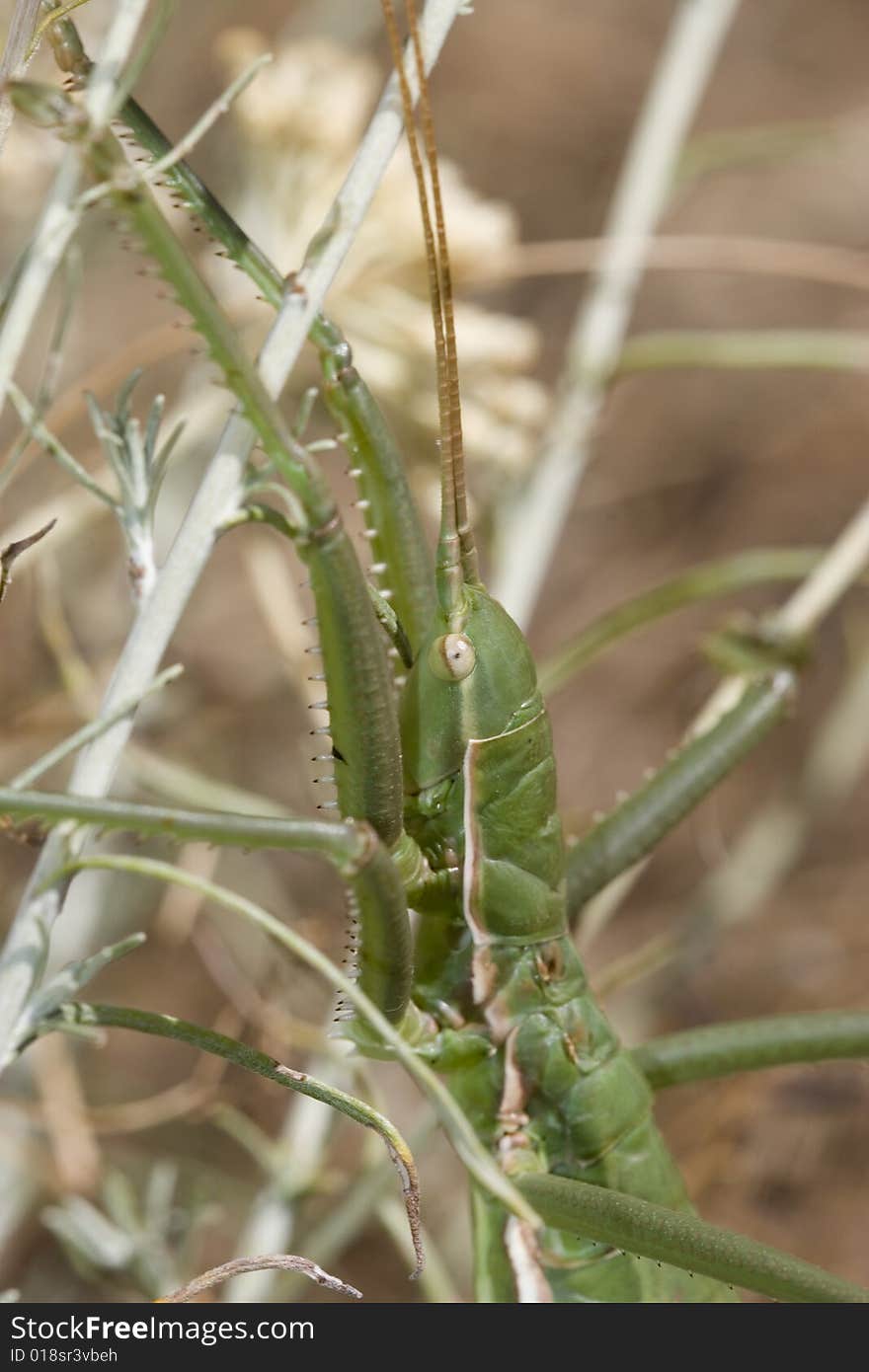 Saga pedo is a species of insect in family Tettigoniidae. It's one of Europ's large insects. Wings completely absent. Lives on ground on the vegetation and feeds almost exclusively on other bush-crickets.