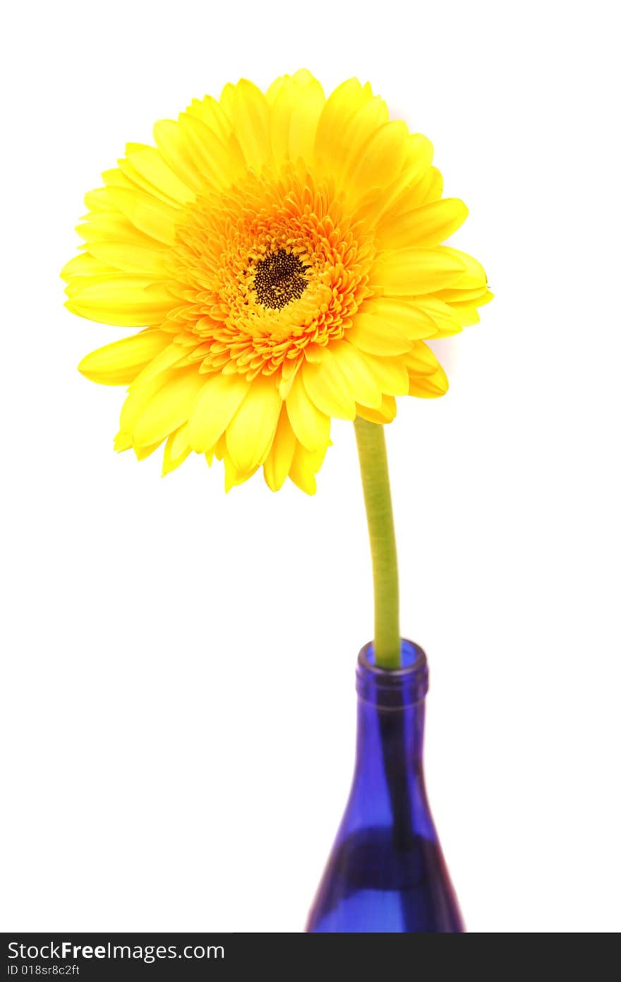 Yellow gerbera in blue bottle.