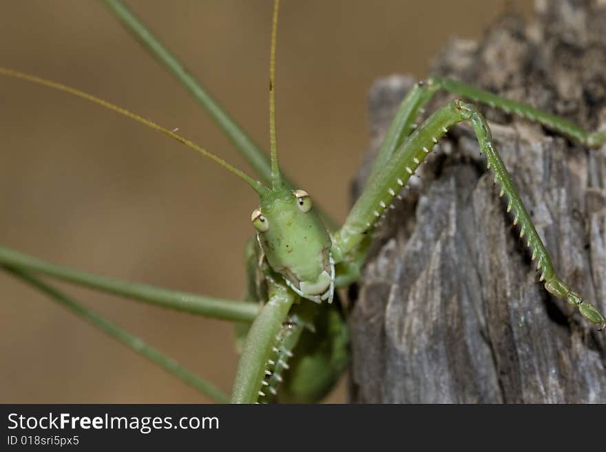 Saga pedo is a species of insect in family Tettigoniidae. It's one of Europ's large insects. Wings completely absent. Lives on ground on the vegetation and feeds almost exclusively on other bush-crickets.