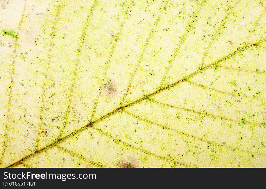 Close up of a yellow leaf