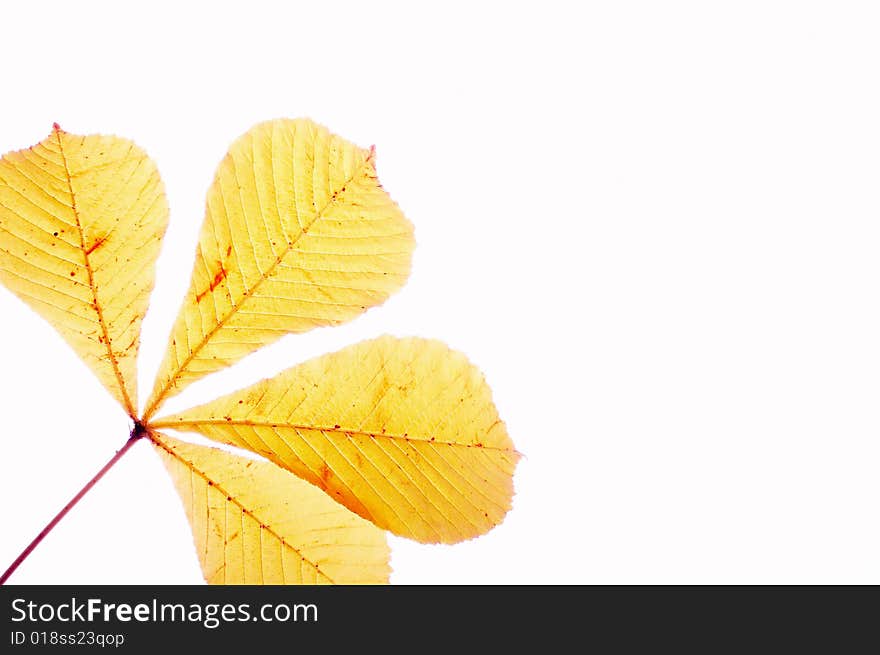 Close up a branch with yellow foliage. Close up a branch with yellow foliage