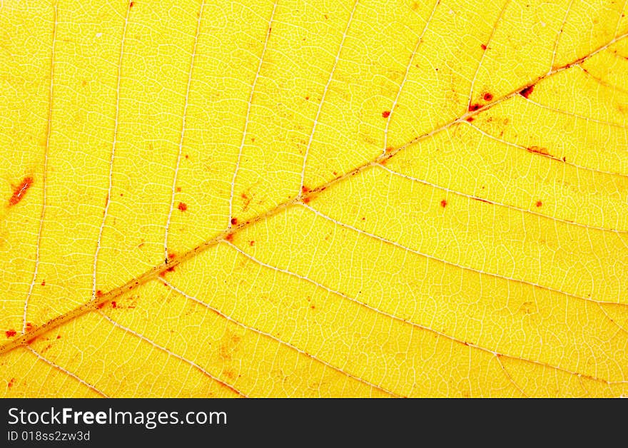 Close up of a yellow leaf