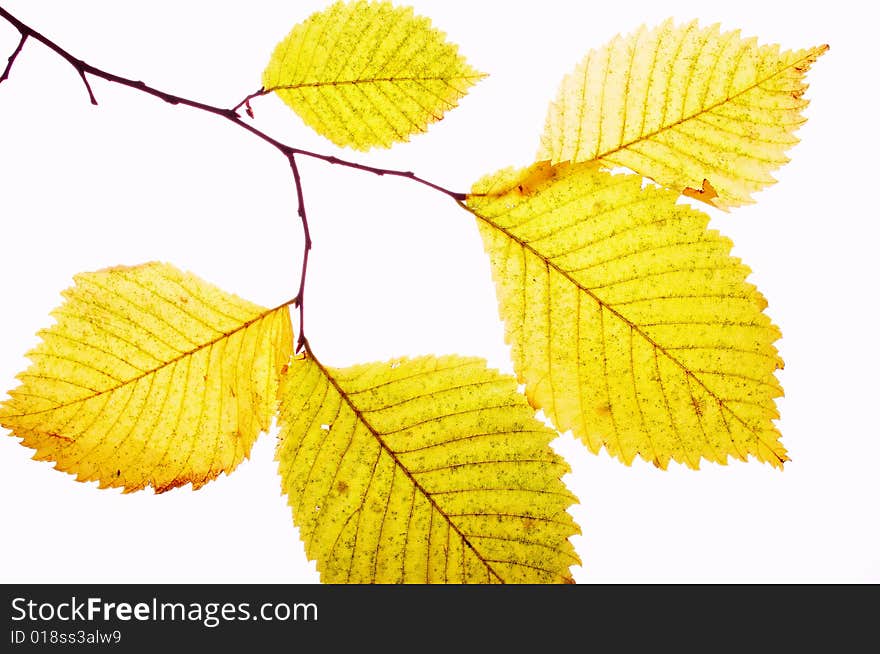 Close up a branch with yellow foliage. Close up a branch with yellow foliage