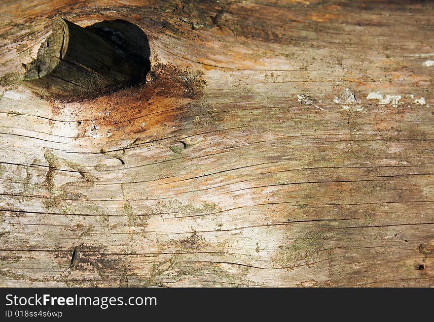 Structure of an old tree. Structure of an old tree