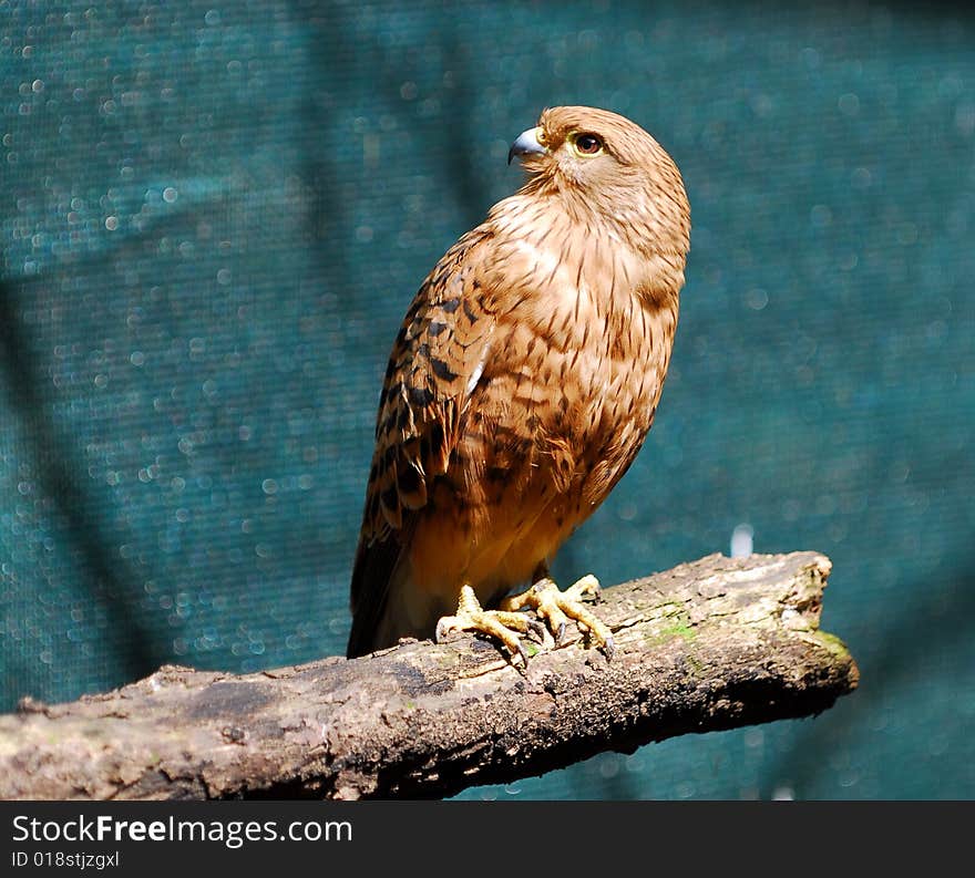 A profile of a red falcon on a branch, Capetown SA. A profile of a red falcon on a branch, Capetown SA