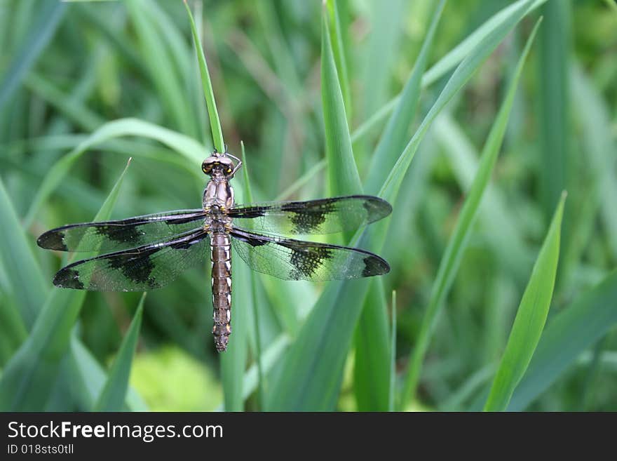 Dragonfly on a blade of grass near Burnaby lake, BC. Dragonfly on a blade of grass near Burnaby lake, BC