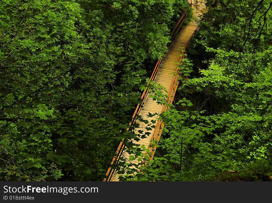 Bidge in the green forest. Bidge in the green forest.