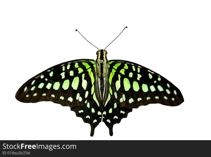 Butterfly on white background