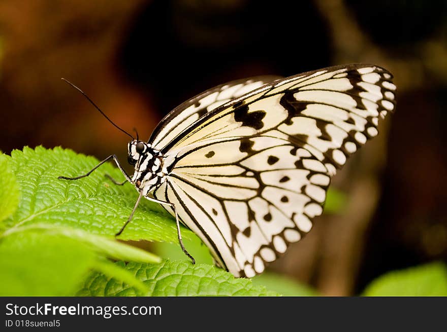 Colorful butterfly on a plant