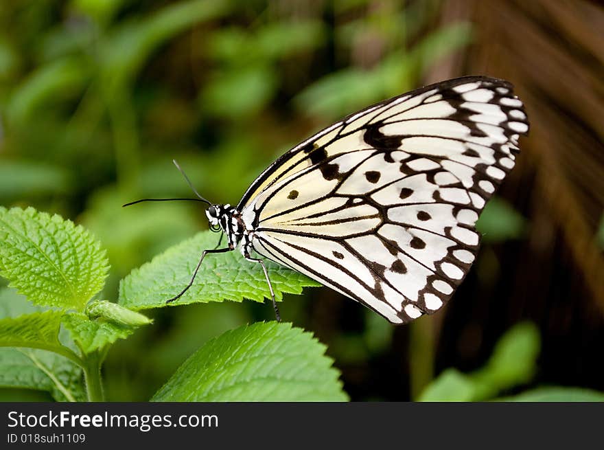 Colorful butterfly on a plant