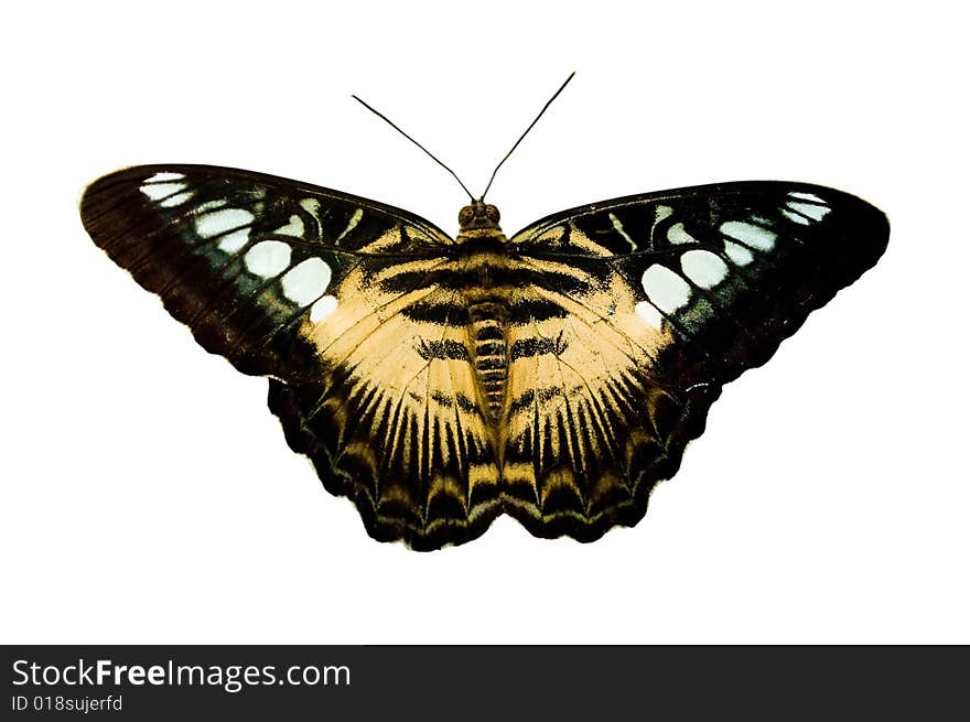 Butterfly On White Background