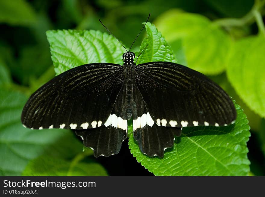 Colorful butterfly on a plant