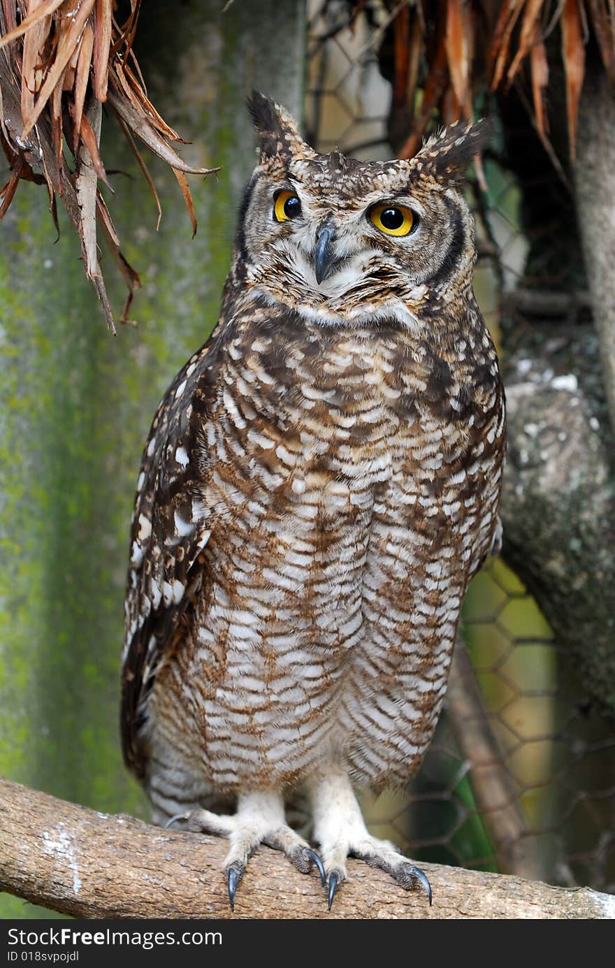 A spotted owl standing on a branch, Capeetown South Africa. A spotted owl standing on a branch, Capeetown South Africa