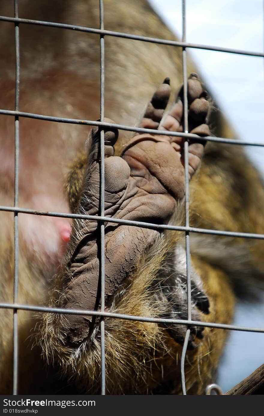 A foot of a monkey pressed against metal fence. A foot of a monkey pressed against metal fence