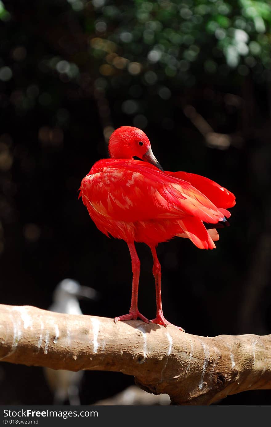 A red ibis standing on a btree branch